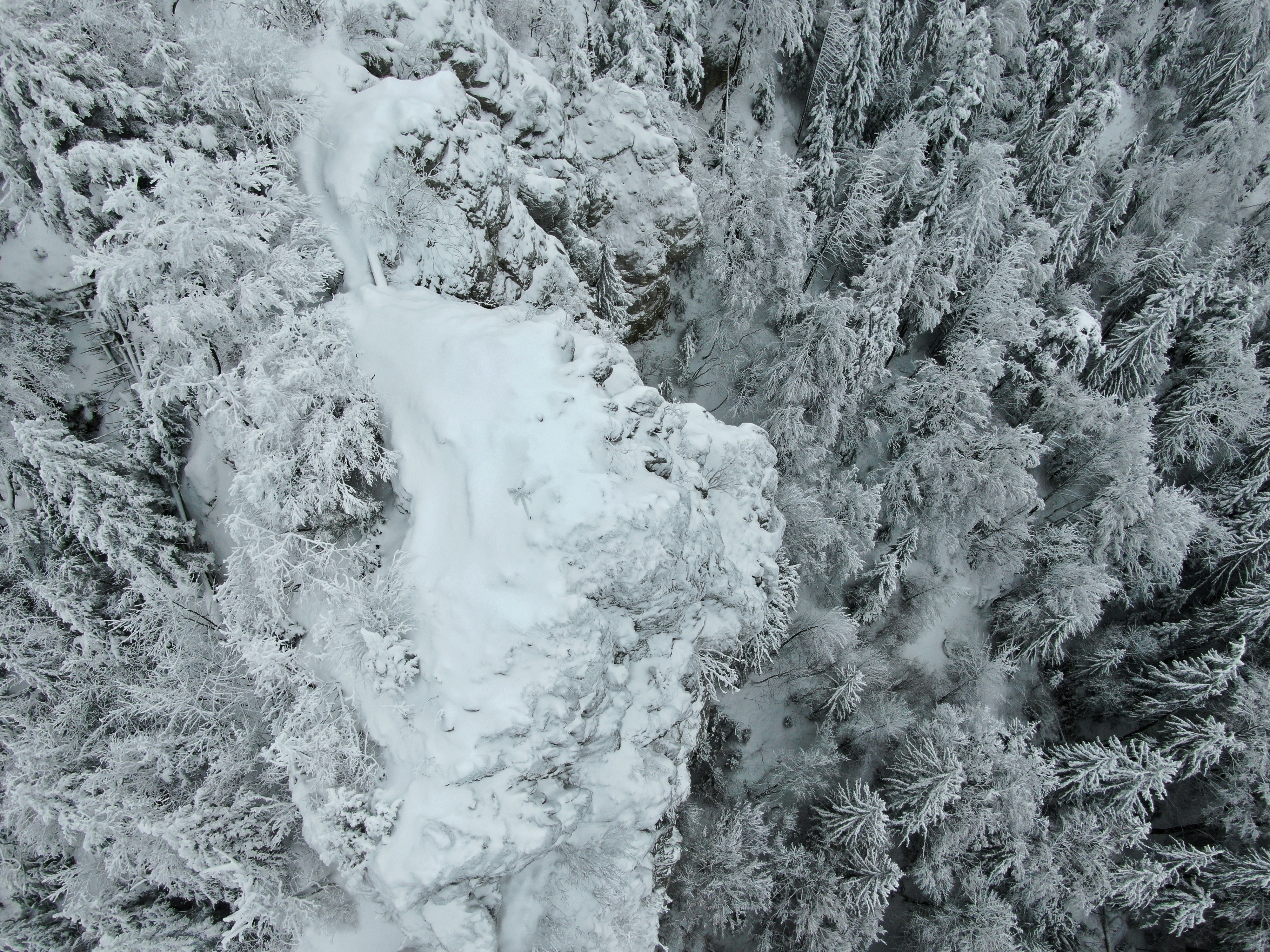 grayscale and aerial view photography of forest